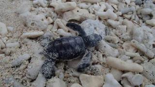 Lady Elliot Island Eco Resort 외부 사진