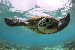 Lady Elliot Island Eco Resort 외부 사진