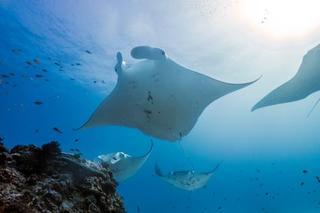 Lady Elliot Island Eco Resort 외부 사진