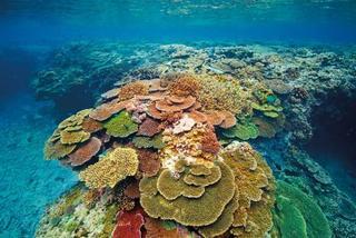 Lady Elliot Island Eco Resort 외부 사진