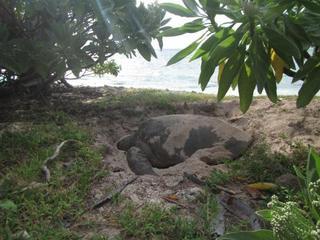 Lady Elliot Island Eco Resort 외부 사진